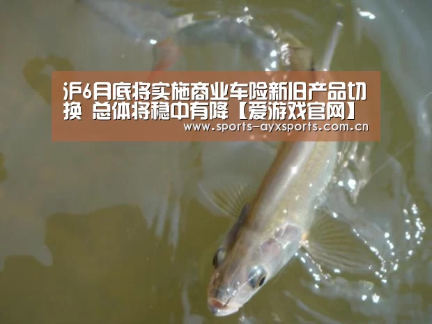 沪6月底将实施商业车险新旧产品切换 总体将稳中有降【爱游戏官网】(图1) 爱游戏体育直播