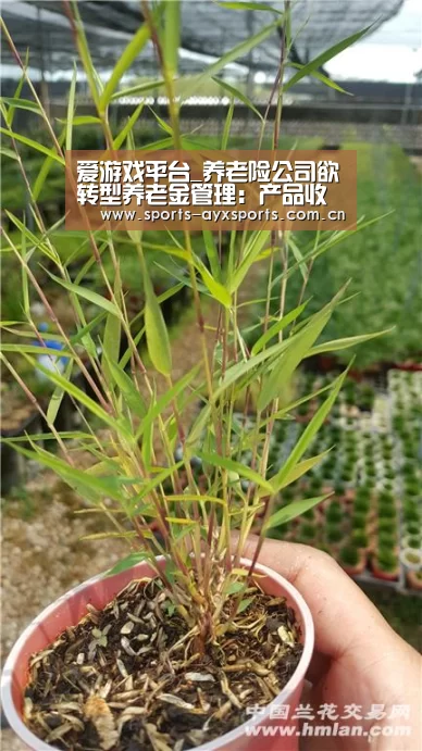 爱游戏app